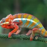 Chameleónovité: The Art of Adaptation and Camouflage in Reptiles