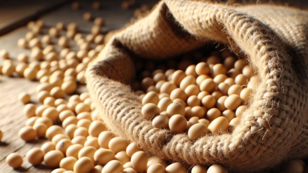 Exploring Insoya: The Next Big Thing in Sustainable Living