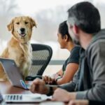Unleashing Creativity: How WoofApps is Transforming Pet Care